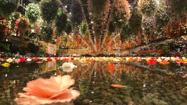 なばなの里 ベゴニアガーデン