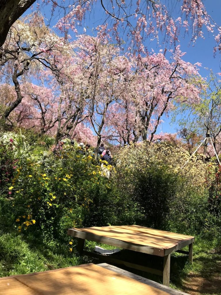 京都 絶景すぎる 一度は行きたい 原谷苑 の桜 アクセス 予約可能な駐車場 関西のドライブならルートリップ Rootripー