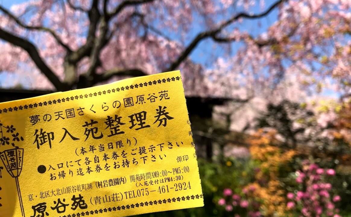 京都 絶景すぎる 一度は行きたい 原谷苑 の桜 アクセス 予約可能な駐車場 関西のドライブならルートリップ Rootripー