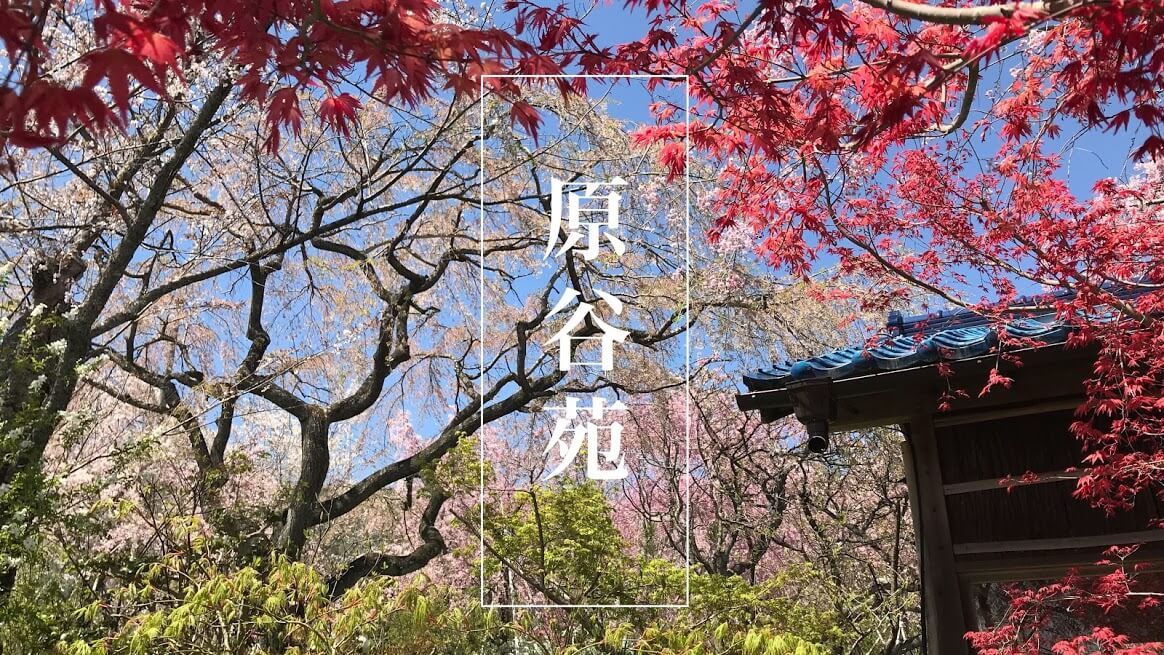京都 絶景すぎる 一度は行きたい 原谷苑 の桜 アクセス 予約可能な駐車場 関西のドライブならルートリップ Rootripー