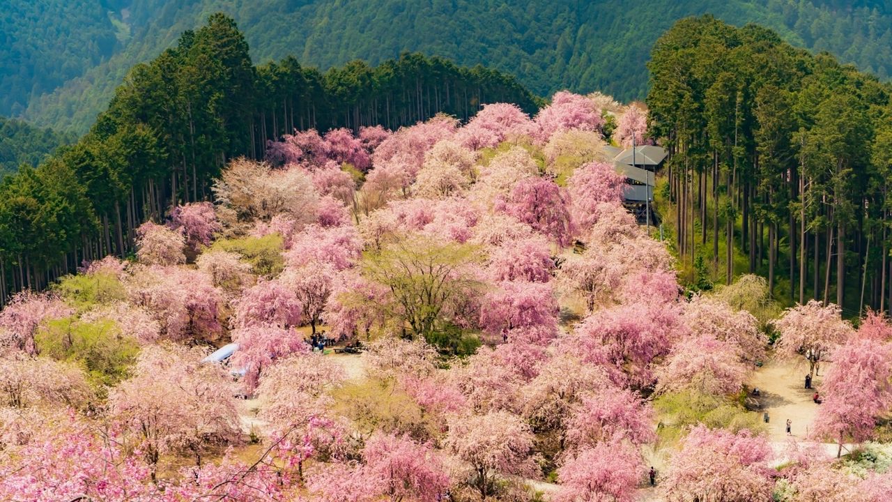 奈良 大阪から車で 天空のしだれ桜 高見の郷 へ日帰りドライブ 関西のドライブならルートリップ Rootripー