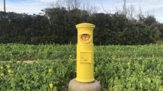 渥美半島 菜の花まつり