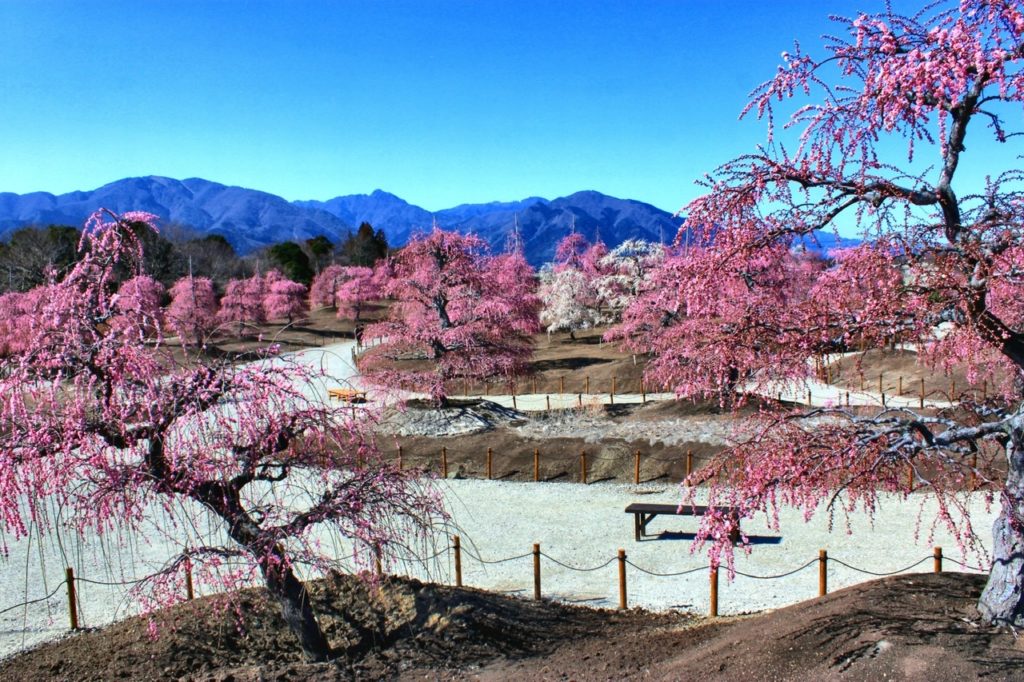 鈴鹿の森庭園 しだれ梅