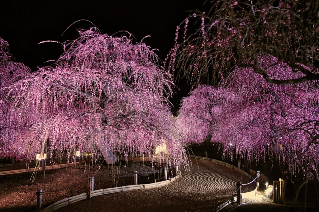 鈴鹿の森庭園 しだれ梅
