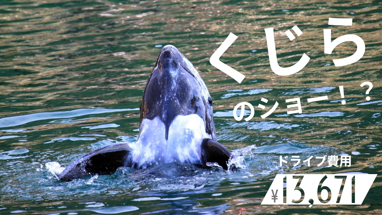 和歌山】大阪から車で勝浦温泉へ。絶景とイルカ&クジラに出会える1泊