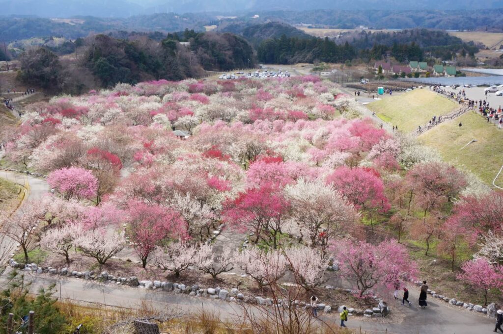 三重 大阪から車で いなべ市農業公園の梅園と養老天命反転地へ日帰りドライブ 関西のドライブならルートリップ Rootripー