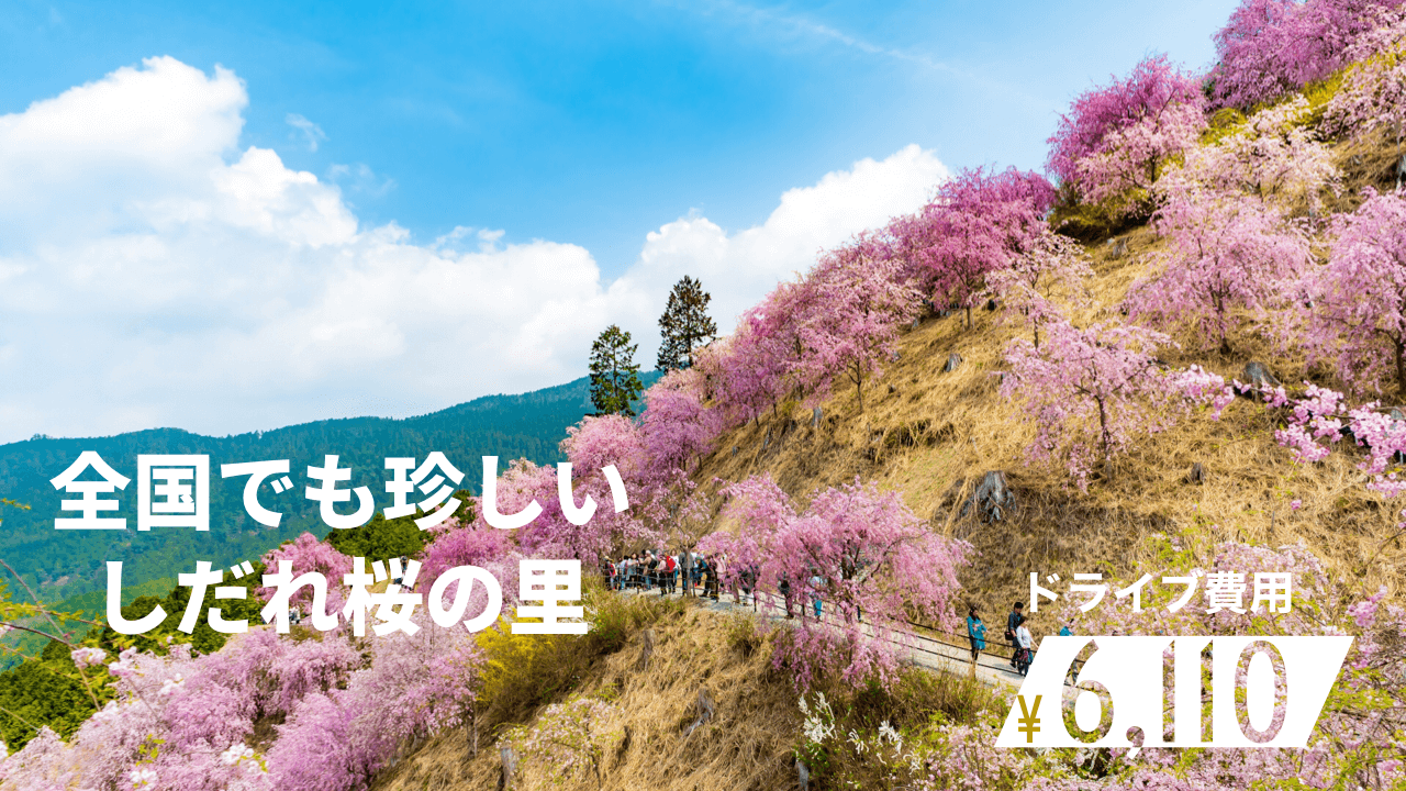 奈良 大阪から車で 天空のしだれ桜 高見の郷 へ日帰りドライブ 関西のドライブならルートリップ Rootripー